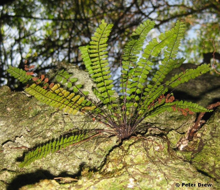 Long Spleenwort