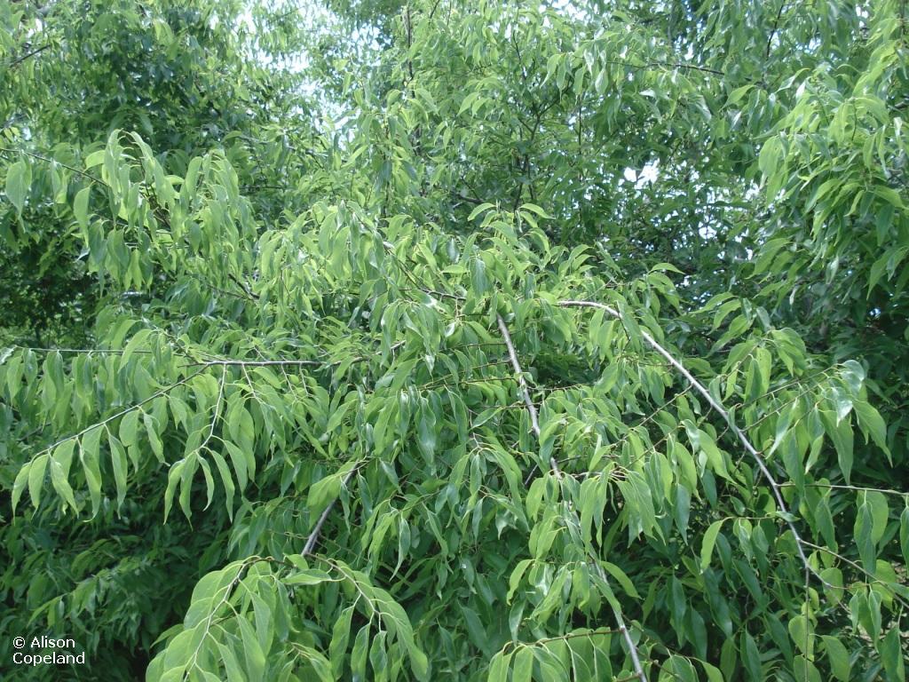 Southern Hackberry