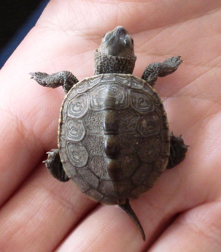 Diamondback Terrapin