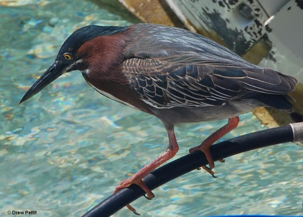 Green Heron