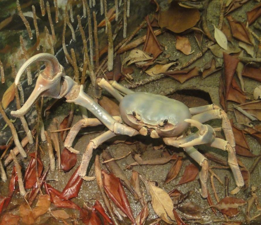 Giant Land Crab