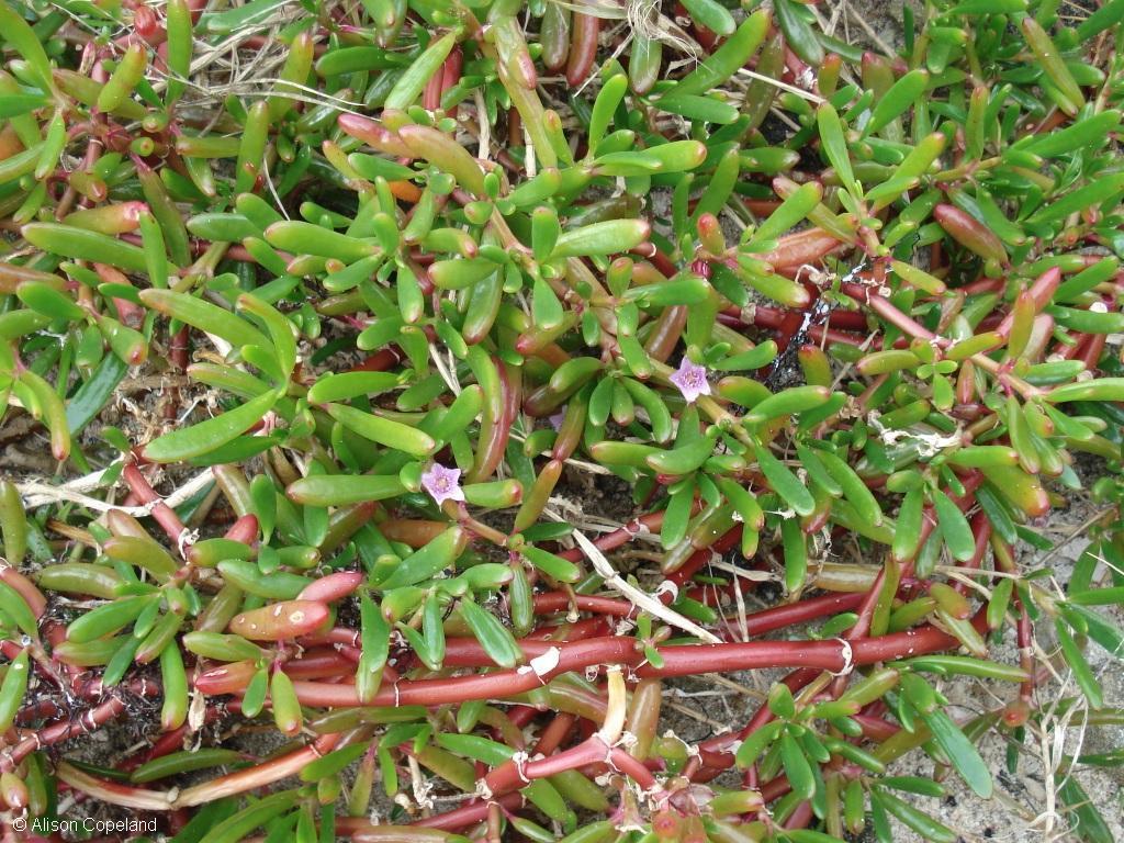 Seaside Purslane