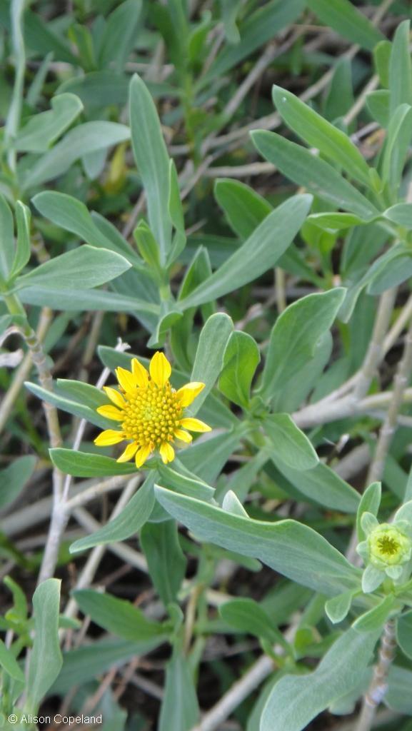 Saltmarsh Oxeye