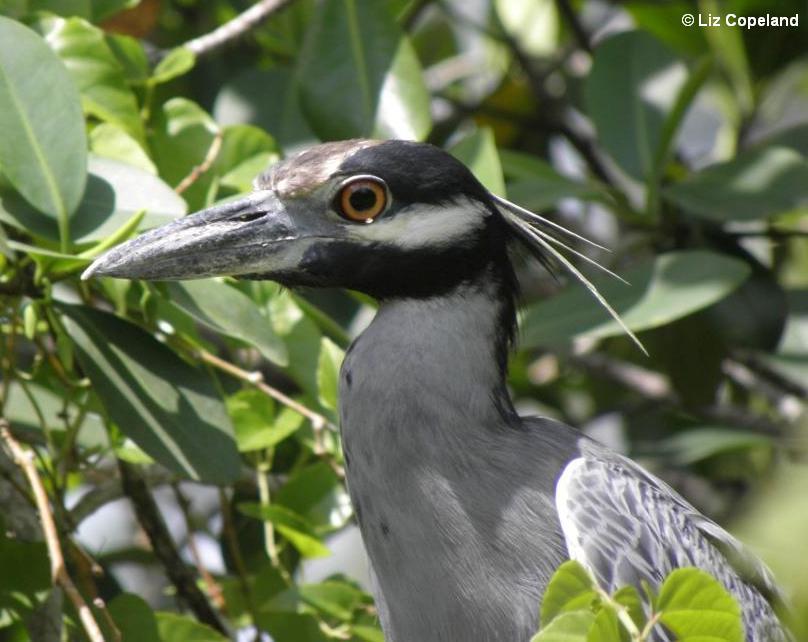 Yellow-crowned Night Heron