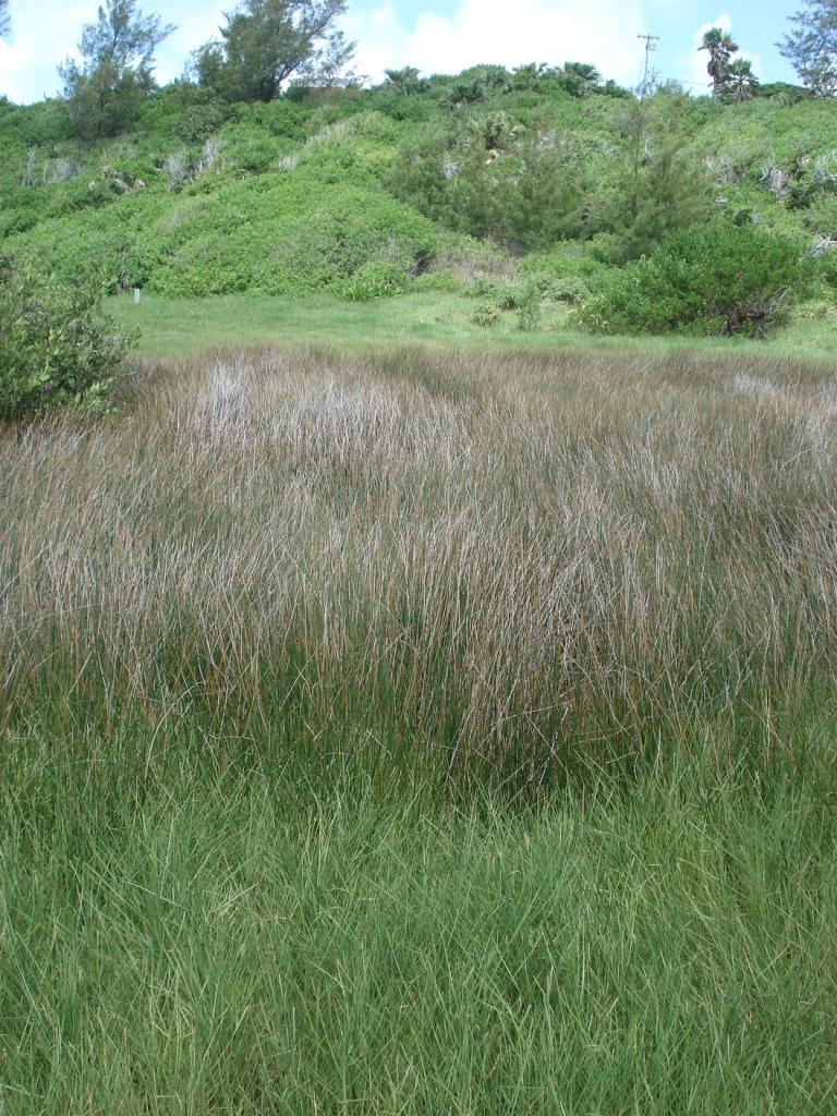 Spittal Pond saltmarsh