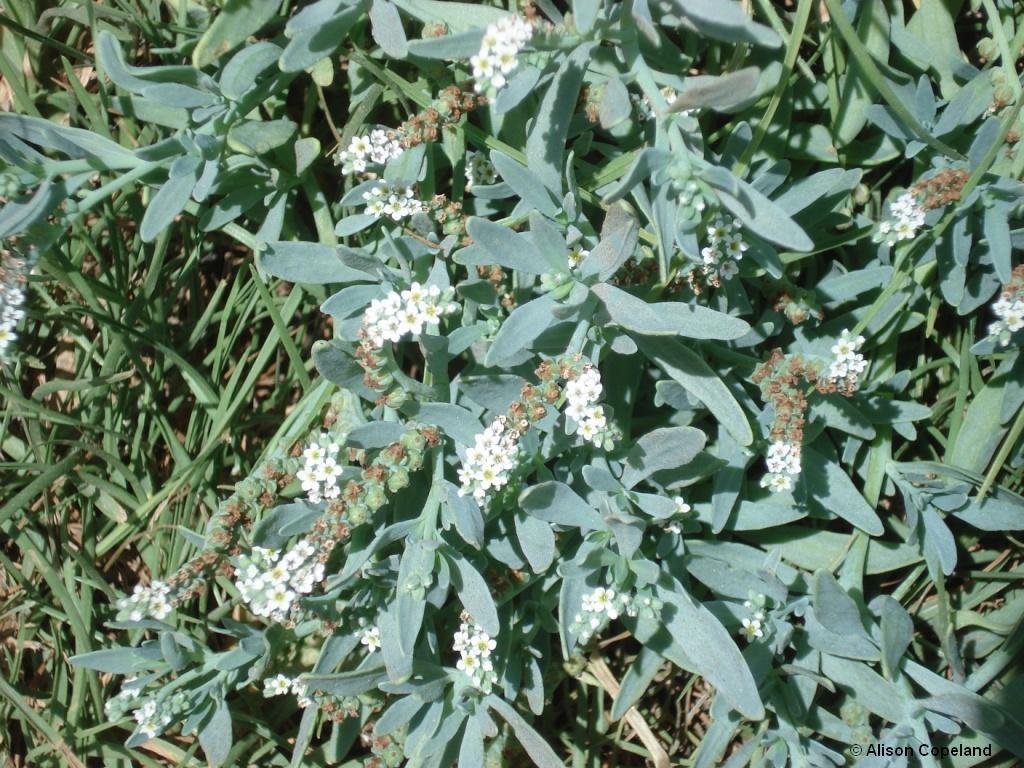 seaside heliotrope