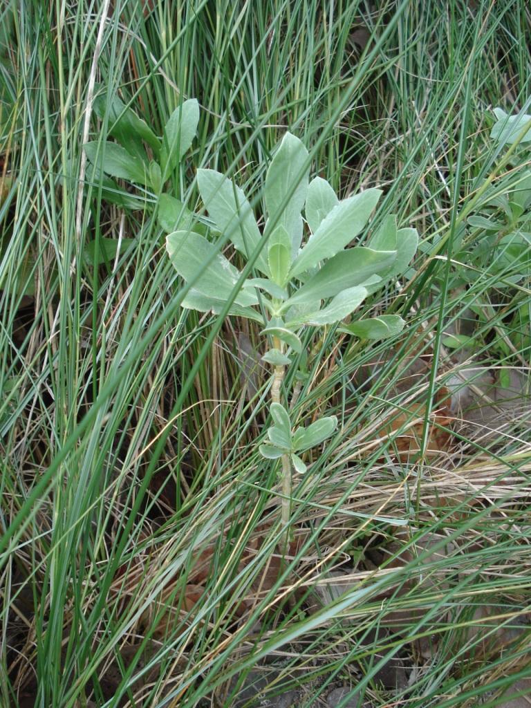 saltmarsh plants