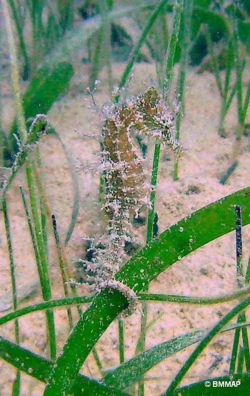 Seahorse