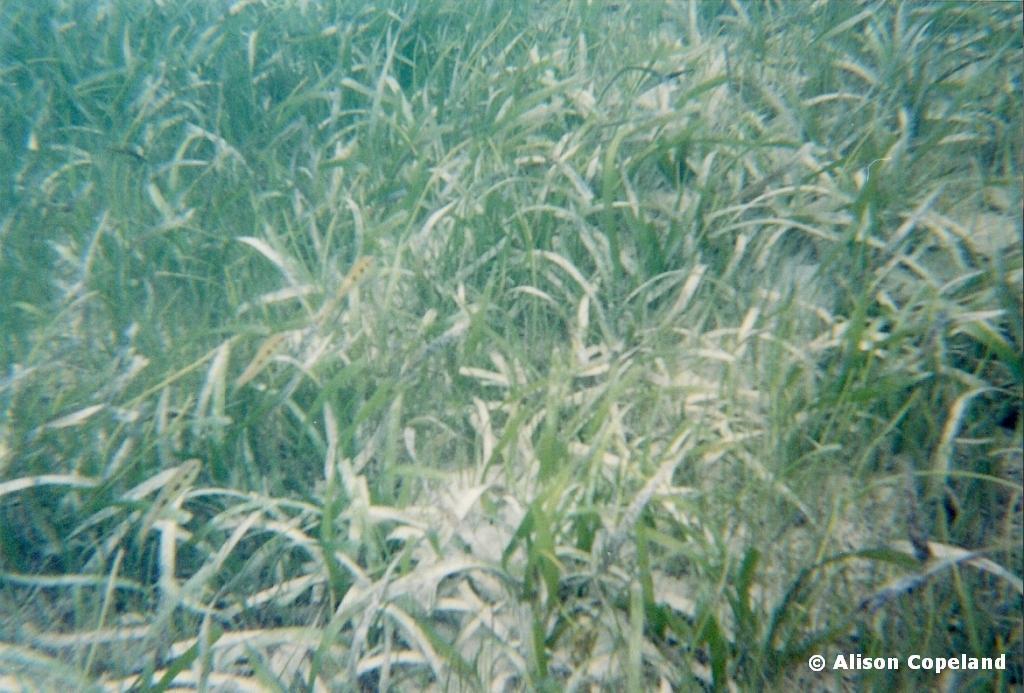 seagrass is home to juvenile fish
