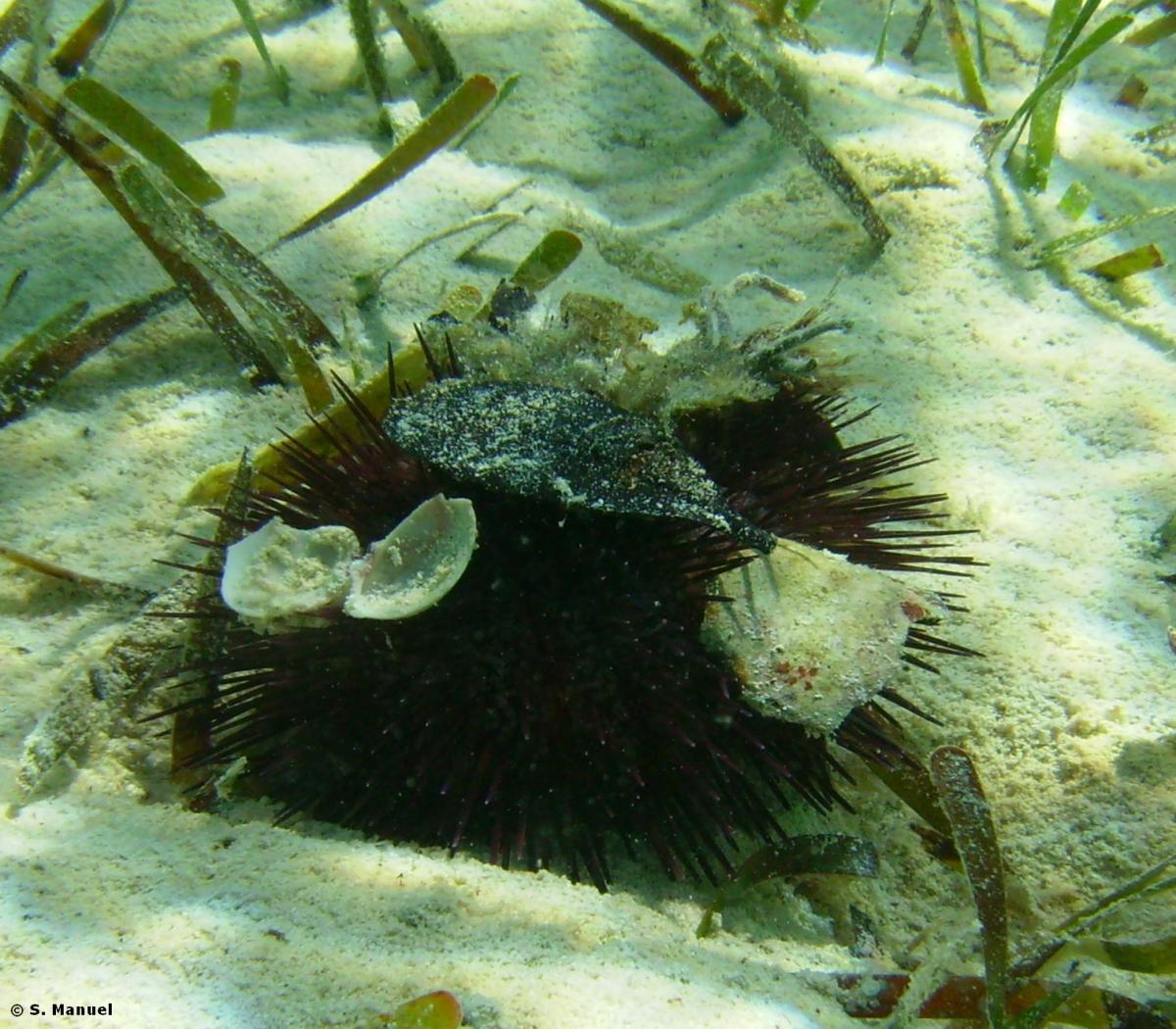 Sea Urchin