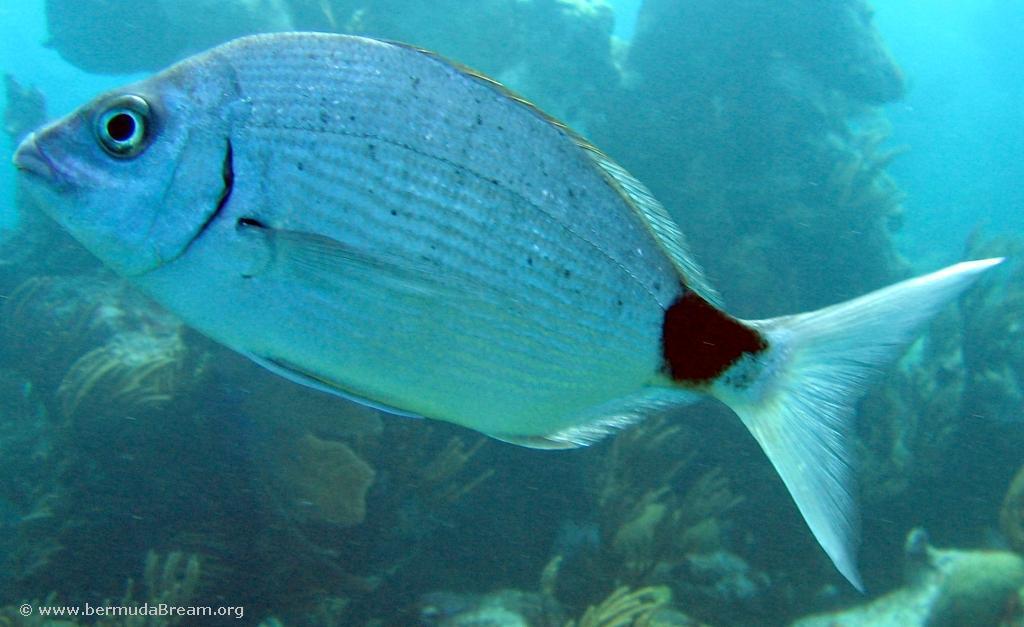 Bermuda Bream