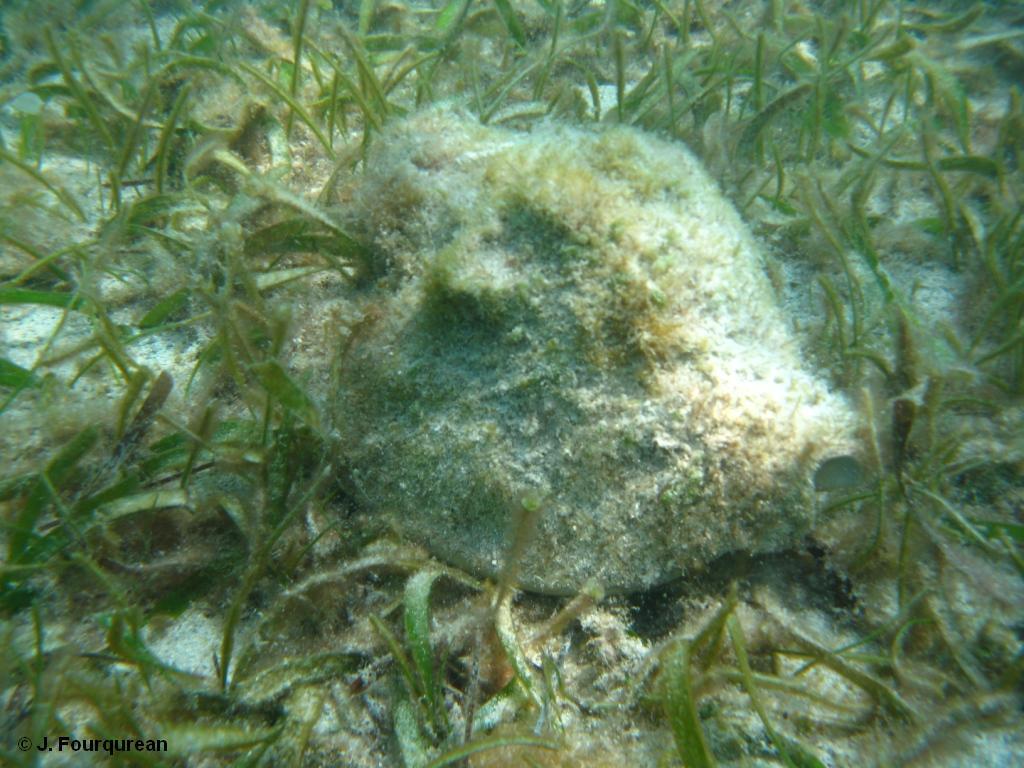 Harbour Conch