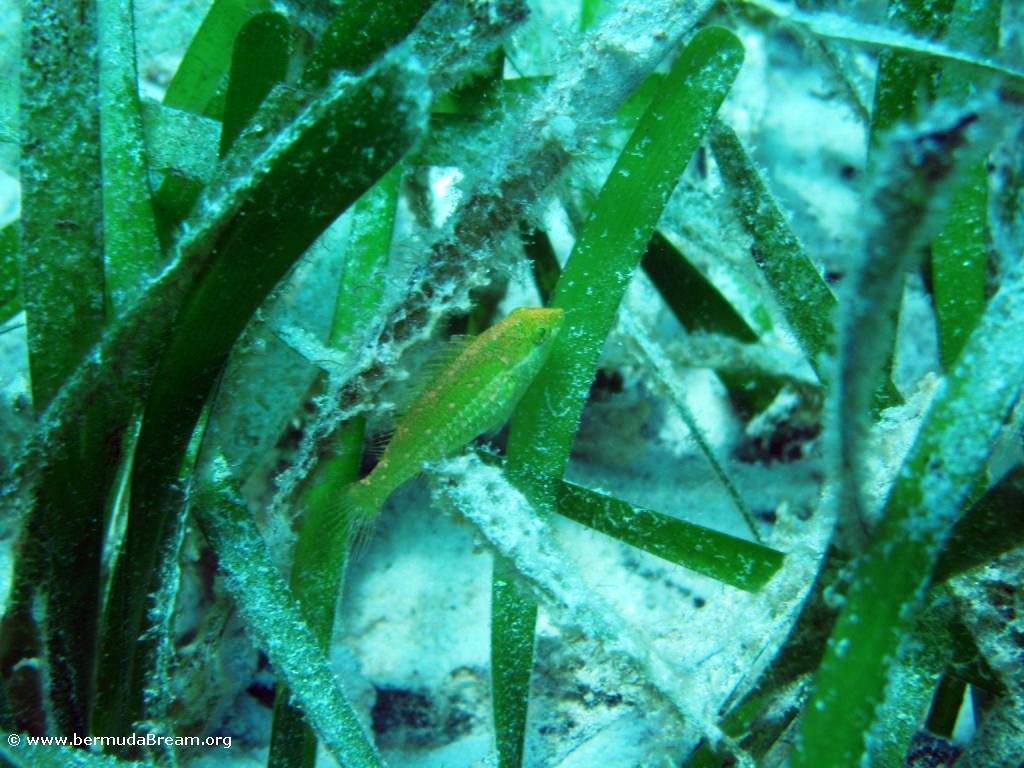 Parrotfish in Thalassia