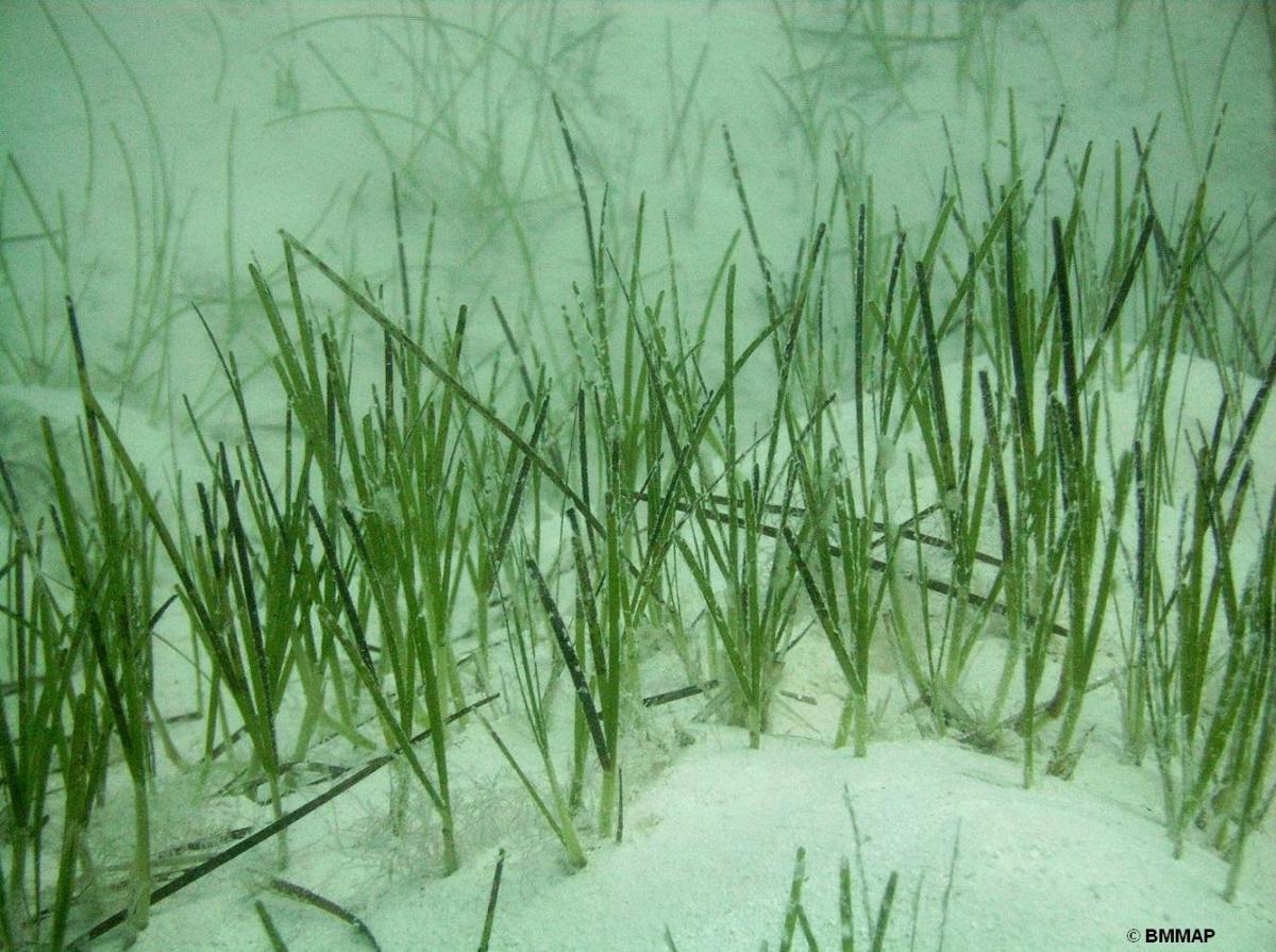 Shoal Grass (Halodule sp.)