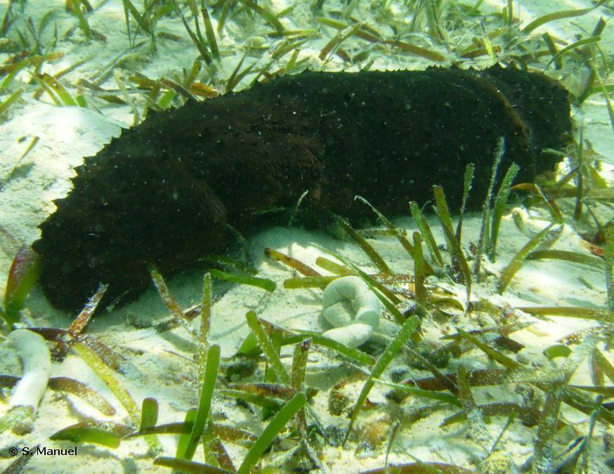 sea cucumber