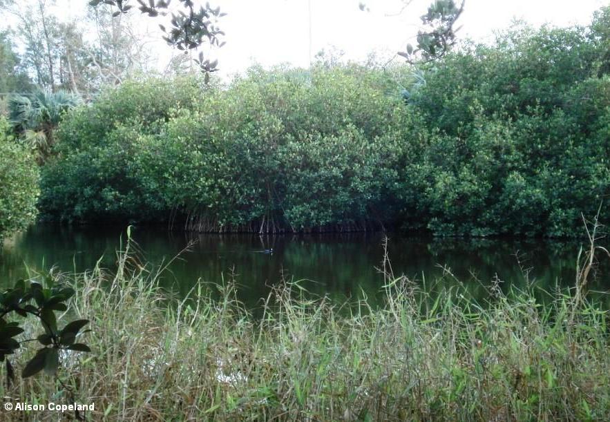 West Somerset Long Bay Pond