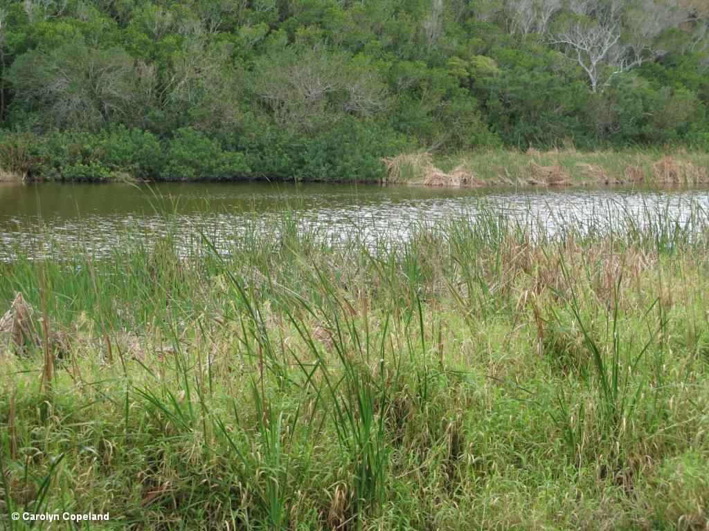 Warwick Pond