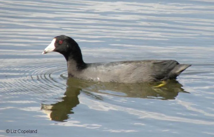 American Coot