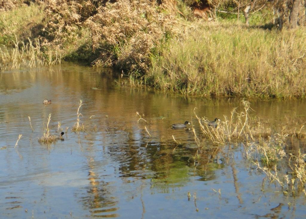 Waterfowl at Somerset Long Bay Pond