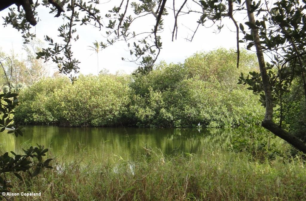 West Somerset Long Bay Pond 