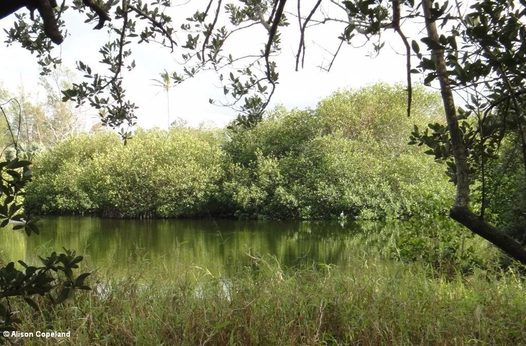 West Somerset Long Bay Pond