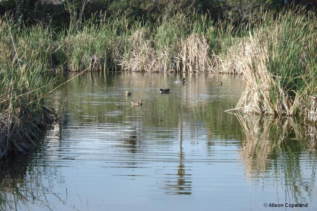 Ducks and Cattails