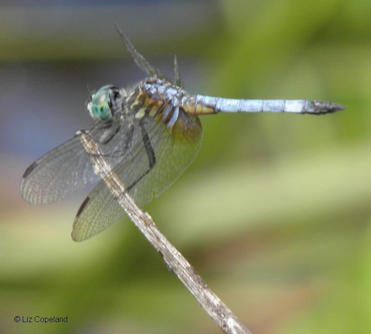 Dragonfly