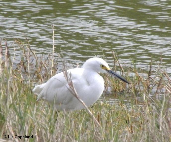 Snowy Egret