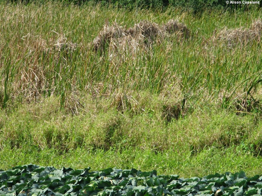 Cattails & Cabbage