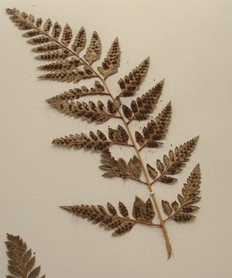 Ten Day Fern