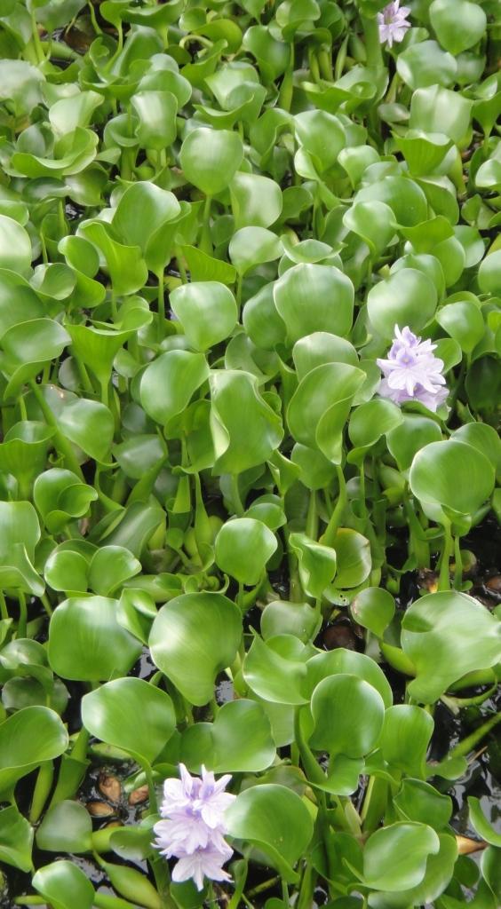 water hyacinth