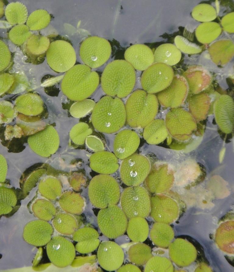 Salvinia