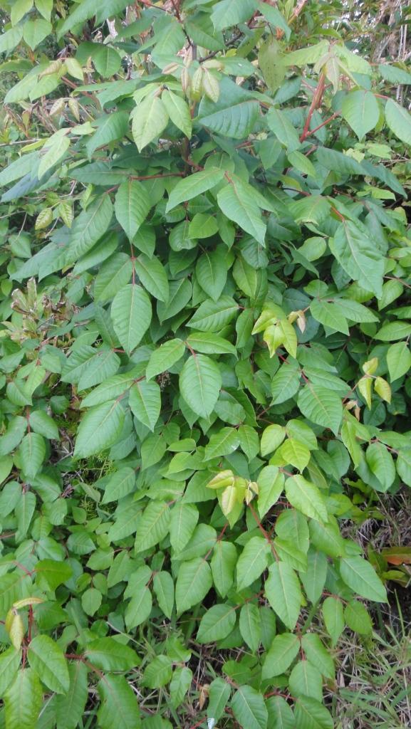 Poison Ivy Devonshire Marsh