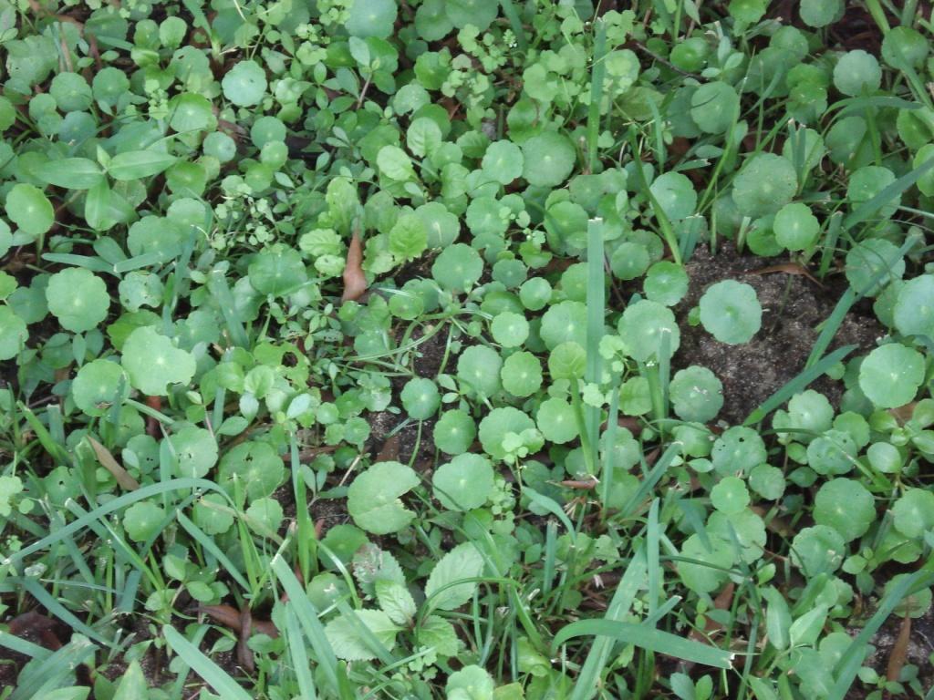 Pennyworts, Devonshire Marsh