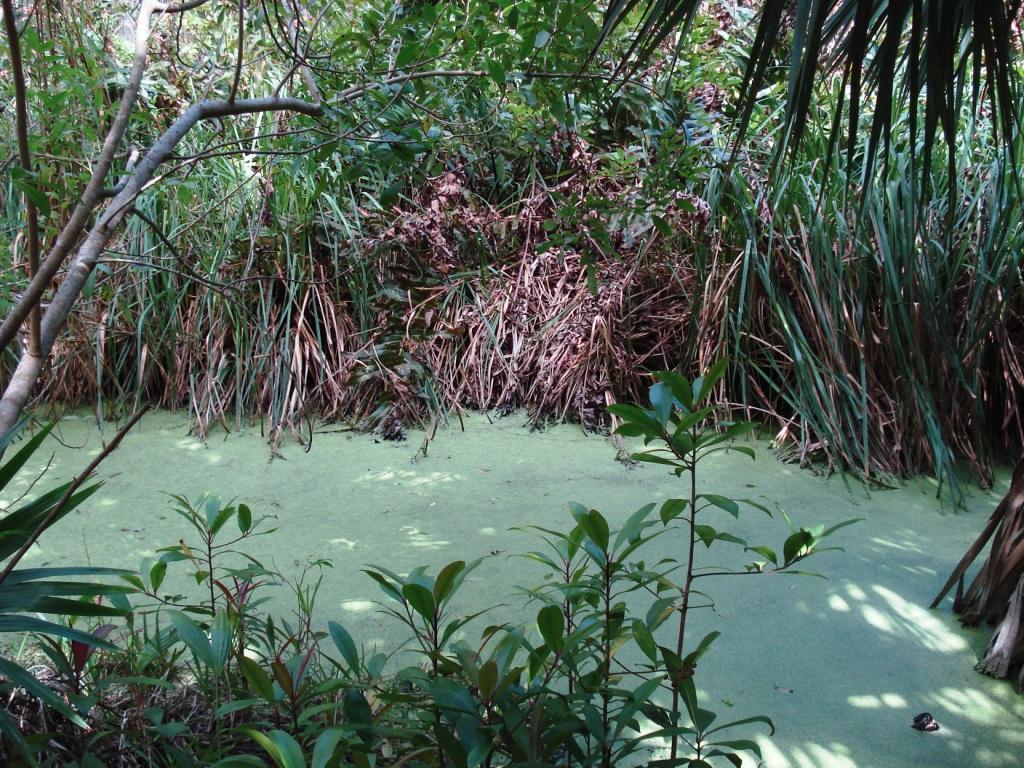 Paget Marsh Ditch
