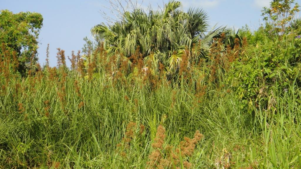 Bullrushes Paget Marsh