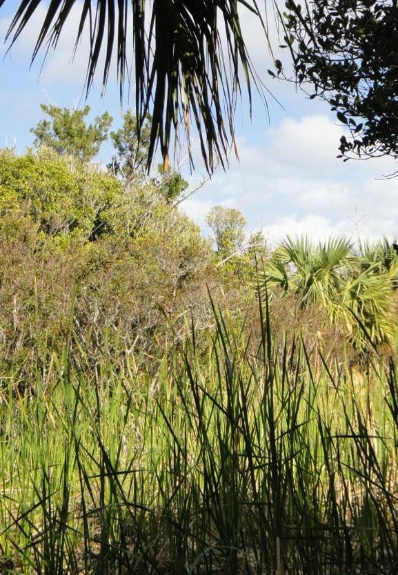 Nonsuch Marsh