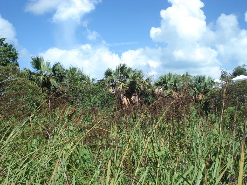 Paget Marsh Sawgrass Meadow