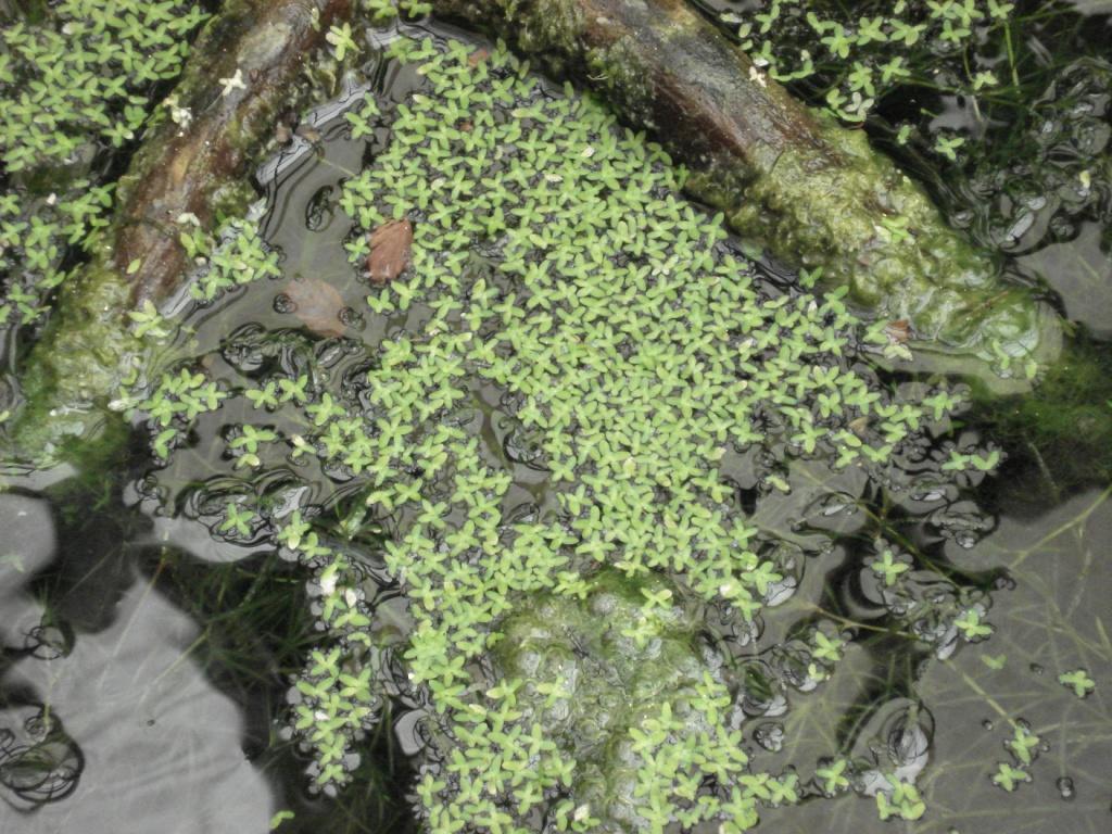 Duckweed