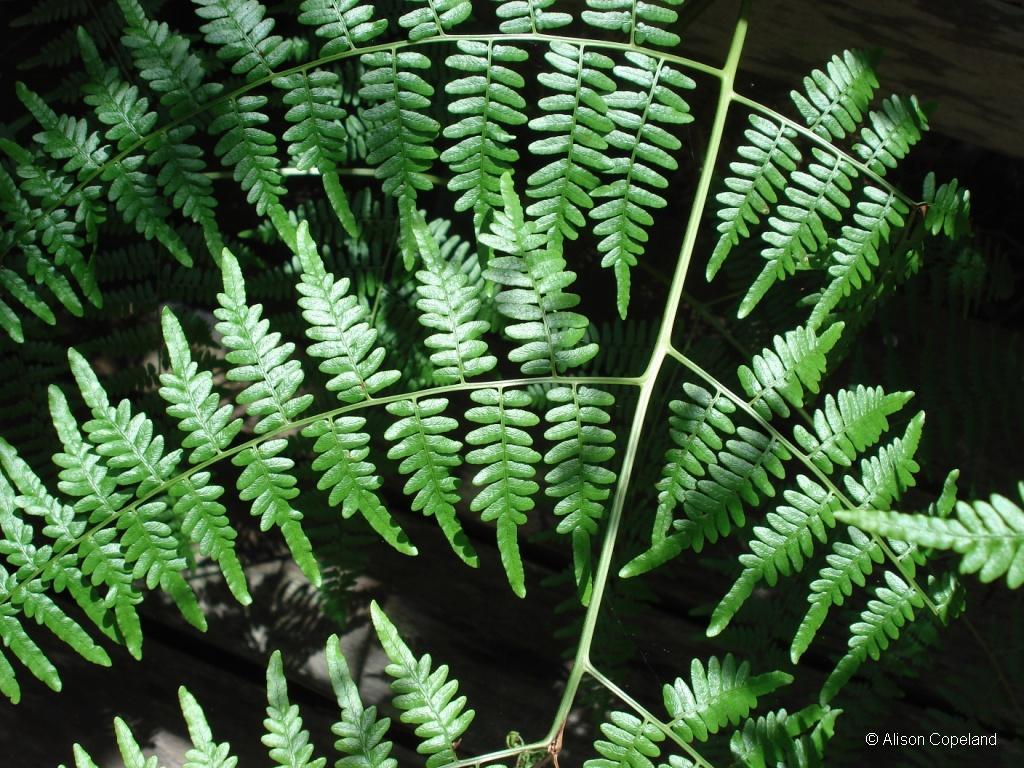 Southern Bracken