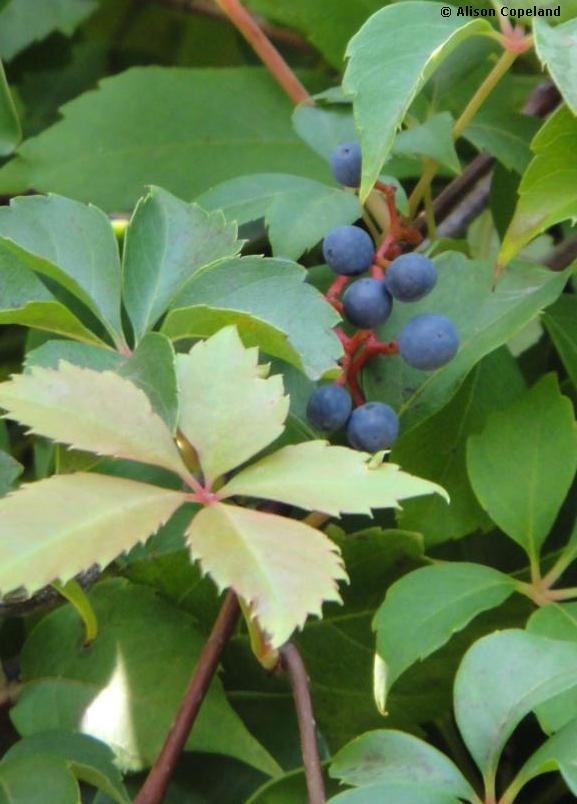 virginia creeper berries