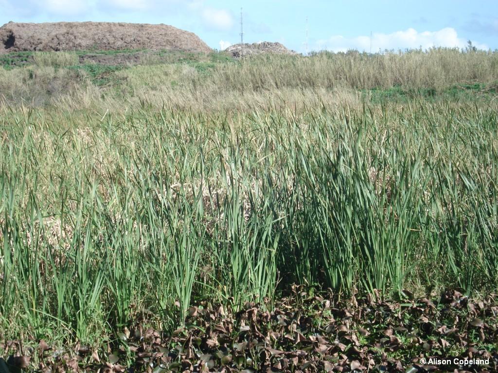 Pembroke Marsh