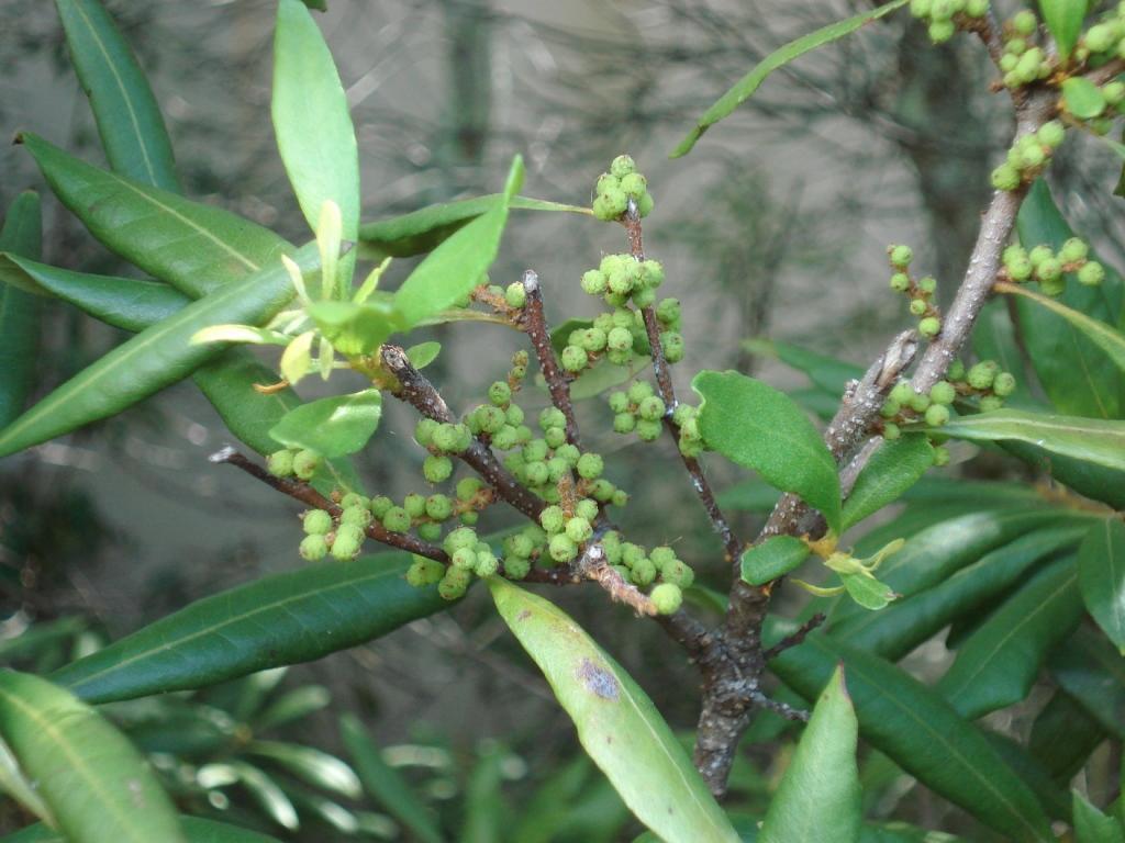 myrtle berries