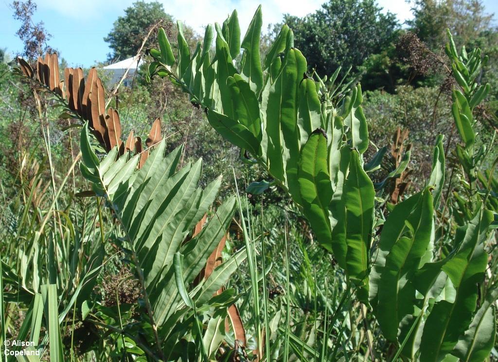 Giant Fern