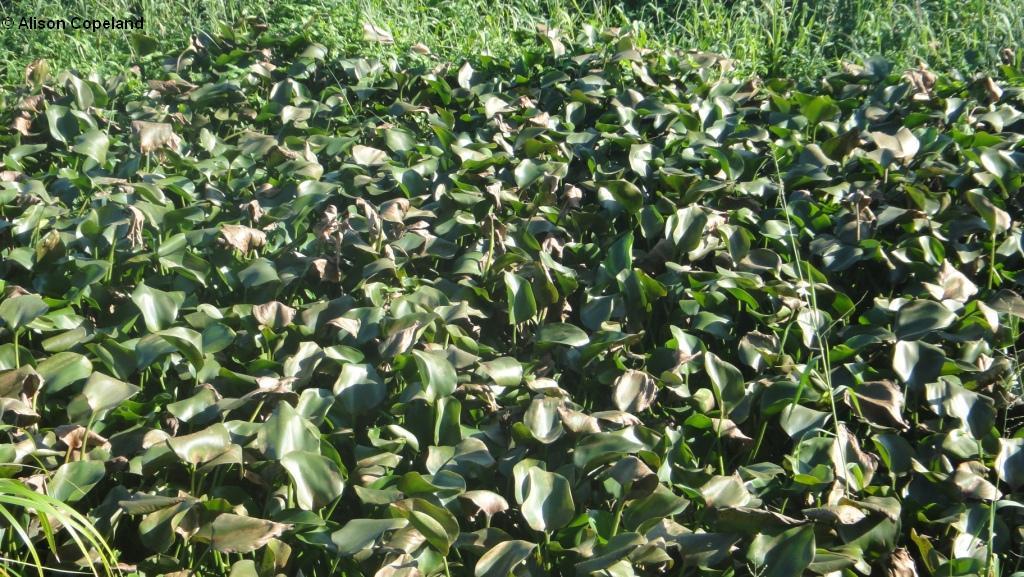 Water Hyacinth