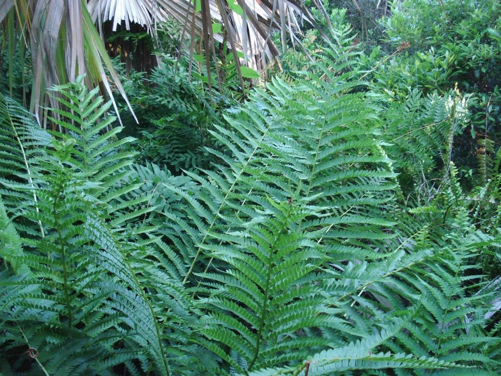 Cinnamon Fern