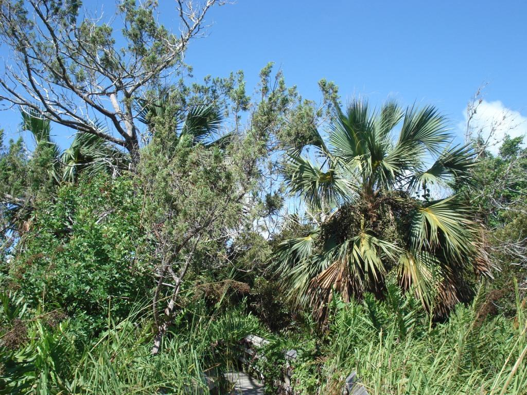 Endemic trees, Paget Marsh