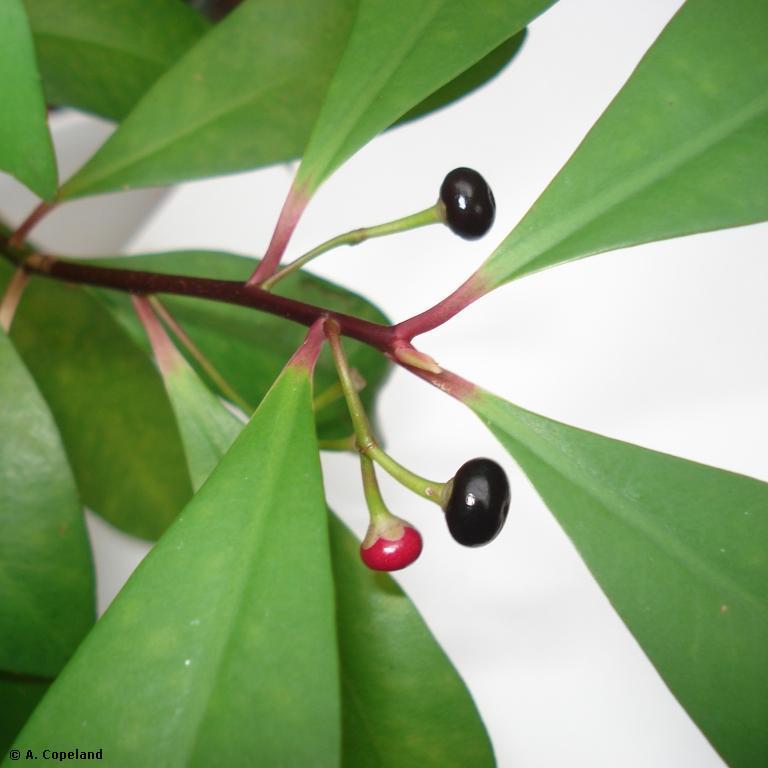 Ardisia berries