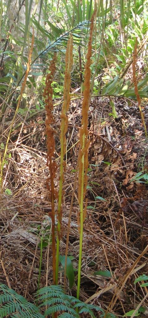 Cinnamon Fern spores