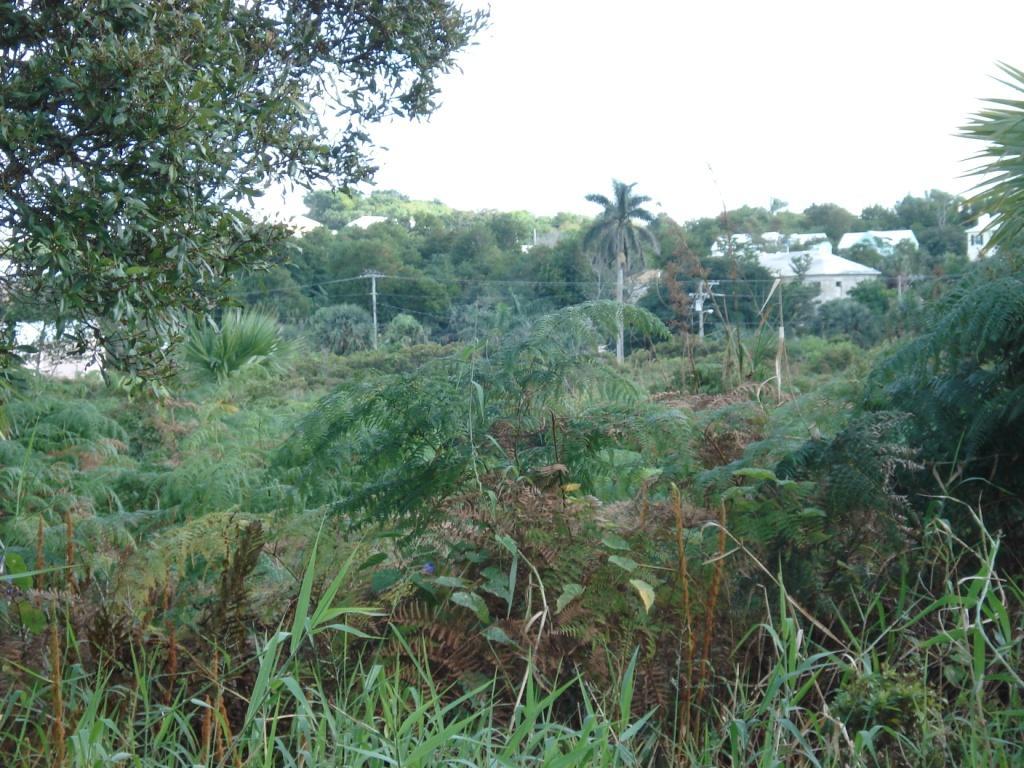 Devonshire Marsh